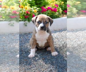Boxer-Rat Terrier Mix Dogs for adoption in McKinney, TX, USA