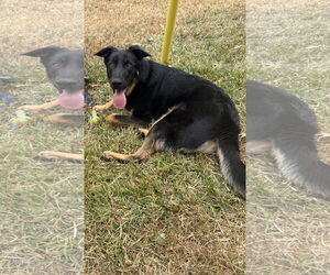 German Shepherd Dog-Unknown Mix Dogs for adoption in Euless, TX, USA