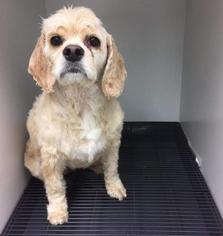 Cocker Spaniel Dogs for adoption in Flushing, NY, USA