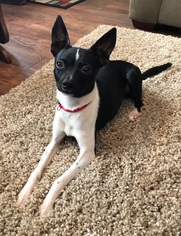 Medium Photo #1 Rat Terrier-Unknown Mix Puppy For Sale in Maple Grove, MN, USA