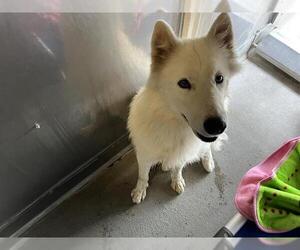 Samoyed-Unknown Mix Dogs for adoption in Camarillo, CA, USA
