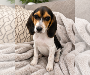 Beagle Dogs for adoption in Dunnellon, FL, USA