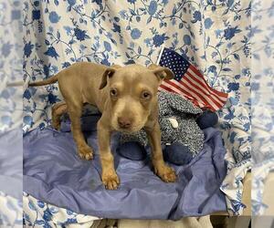 Mutt Dogs for adoption in Modesto, CA, USA