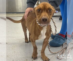 Dachshund-Unknown Mix Dogs for adoption in Washington, DC, USA