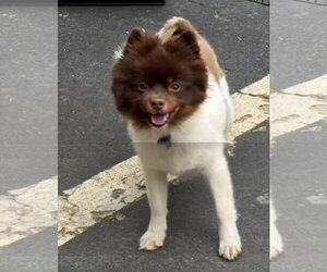 Pomeranian Dogs for adoption in Croydon, NH, USA