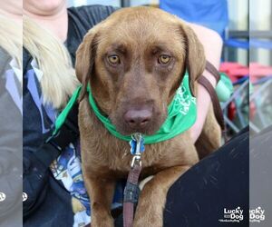 Chesador Dogs for adoption in Washington, DC, USA