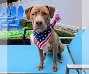 Medium Photo #2 Mutt Puppy For Sale in Rockville, MD, USA