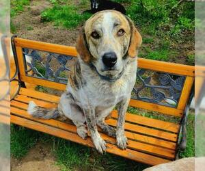 Catahoula Leopard Dog-Coonhound Mix Dogs for adoption in Woodstock, IL, USA