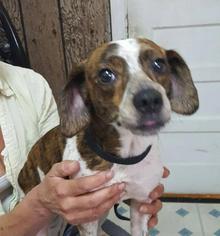 Boglen Terrier Dogs for adoption in Alton, IL, USA