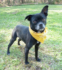 Pug-Unknown Mix Dogs for adoption in Mocksville, NC, USA