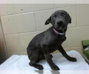 Labrador Retriever-Staffordshire Bull Terrier Mix Dogs for adoption in Downey, CA, USA