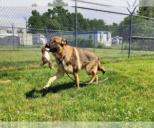 German Shepherd Dog Dogs for adoption in Springfield, MA, USA