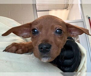 Labrador Retriever-Unknown Mix Dogs for adoption in Pueblo, CO, USA