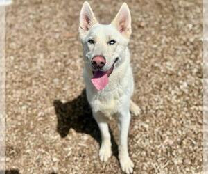 Siberian Husky-Unknown Mix Dogs for adoption in Santa Rosa, CA, USA