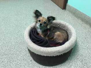 Papillon-Unknown Mix Dogs for adoption in Sylmar, CA, USA