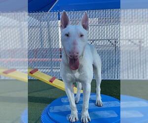 Bull Terrier Dogs for adoption in Redlands, CA, USA