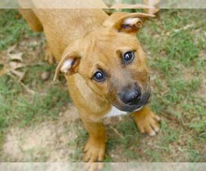 Labrador Retriever-Unknown Mix Dogs for adoption in Tallahassee, FL, USA