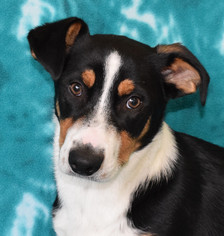 Medium Photo #1 Pembroke Welsh Corgi-Unknown Mix Puppy For Sale in Eureka, CA, USA