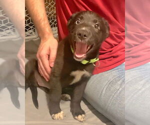 Shepradors Dogs for adoption in Alexander, AR, USA