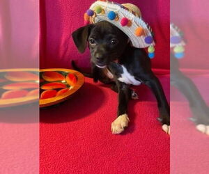 Chihuahua-Unknown Mix Dogs for adoption in New London, WI, USA