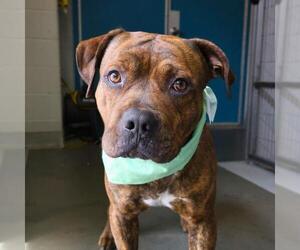 American Staffordshire Terrier-Unknown Mix Dogs for adoption in San Antonio, TX, USA