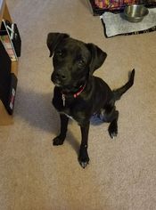 Labrador Retriever Dogs for adoption in bloomington, IL, USA