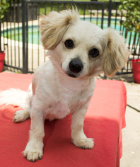 Cocker Spaniel-Dachshund Mix Dogs for adoption in Santa Fe, TX, USA