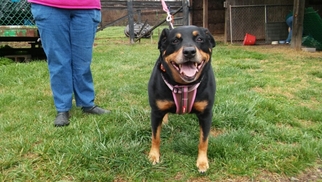 Rottweiler Dogs for adoption in Bealeton, VA, USA
