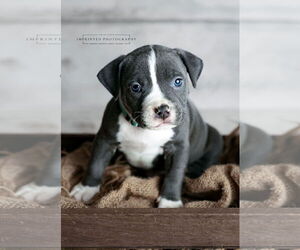 American Pit Bull Terrier Dogs for adoption in Rockville, MD, USA