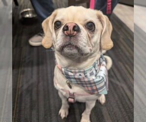 Puggle Dogs for adoption in Fargo, ND, USA