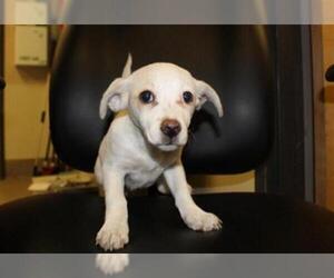 Rat Terrier Dogs for adoption in Modesto, CA, USA