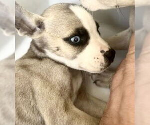 Black Mouth Cur-Unknown Mix Dogs for adoption in Houston, TX, USA