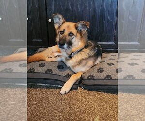 German Shepherd Dog-Unknown Mix Dogs for adoption in Aurora, IN, USA