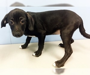 Chiweenie Dogs for adoption in Grand Junction, CO, USA