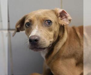 Mutt Dogs for adoption in San Antonio, TX, USA