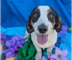 Doxle Dogs for adoption in Fresno, CA, USA