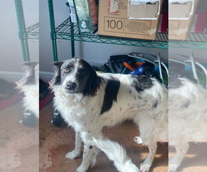Brittany-English Springer Spaniel Mix Dogs for adoption in Bolivar, MO, USA