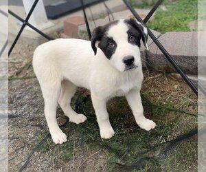 Border Collie-Unknown Mix Dogs for adoption in Evansville, IN, USA