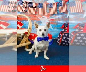 Chi-Corgi Dogs for adoption in Glendale , AZ, USA