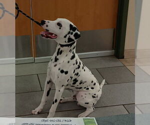 Dalmatian Dogs for adoption in Virginia Beach, VA, USA