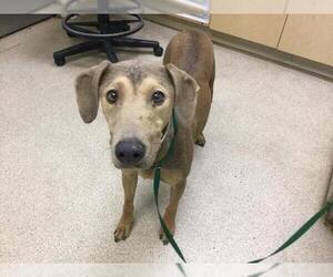 Doberman Pinscher-Unknown Mix Dogs for adoption in Riverside, CA, USA