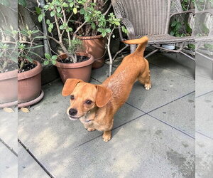 Dachshund-Unknown Mix Dogs for adoption in Menifee, CA, USA