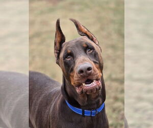 Doberman Pinscher Dogs for adoption in Social Circle, GA, USA