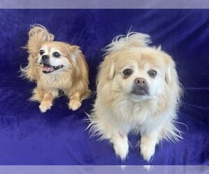 Pekingese Dogs for adoption in Kansas City, MO, USA