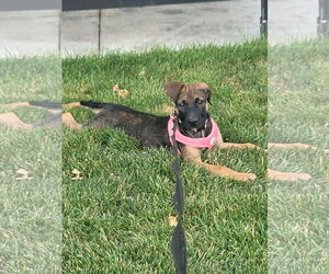 Boxer-Unknown Mix Dogs for adoption in MIDWAY, UT, USA