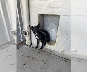 Mutt Dogs for adoption in Stockton, CA, USA