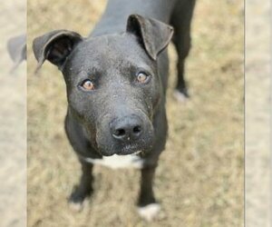 American Staffordshire Terrier Dogs for adoption in Houston, TX, USA