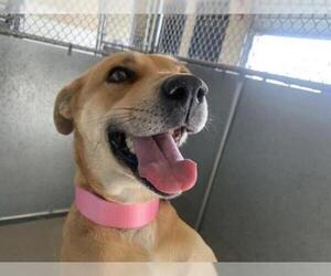 Shepradors Dogs for adoption in HESPERIA, CA, USA