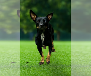 Chipin Dogs for adoption in San Diego , CA, USA