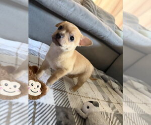 Chihuahua-Unknown Mix Dogs for adoption in Mooresville, NC, USA